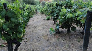 Land for sale in Peso da Régua, Portugal — €595,000
