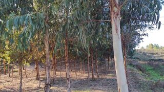 Land for sale in Mangualde, Portugal — €15,000