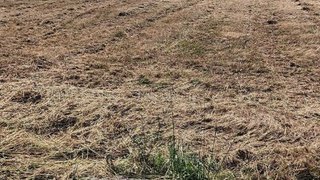 Land for sale in Nelas, Portugal — €60,000