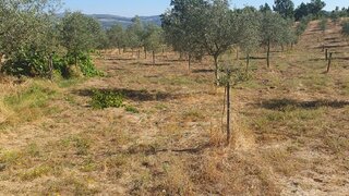 Land for sale in Sernancelhe, Portugal — €66,000