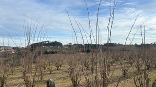 Land for sale in Tarouca, Portugal — €35,000