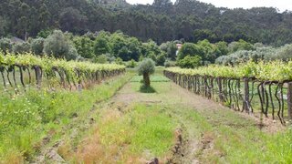 Terreno em Viana do Castelo