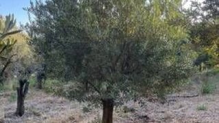 Land for sale in Vila Nova de Foz Côa, Portugal — €40,000