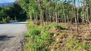 Land for sale in São Pedro do Sul, Portugal — €5,000