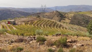 Land for sale in Torre de Moncorvo, Portugal — €400,000