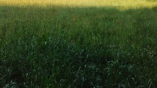 Land for sale in Castro Daire, Portugal — €17,500