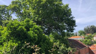 Land for sale in Carregal do Sal, Portugal — €18,000