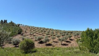 Land for sale in Mirandela, Portugal — €56,000