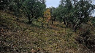 Terreno de 18 000 m² em Bragança