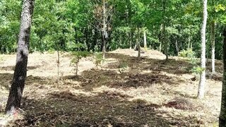 Terreno em Mangualde