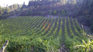 Terreno · 10 200 m² · 125 000 €