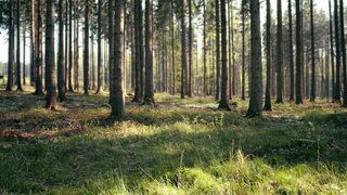 Land for sale in Santa Comba Dão, Portugal — €10,000