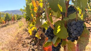 Land for sale in Alijó, Portugal — €95,000