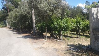 Terreno de 5000 m² em Viseu