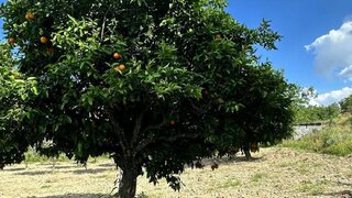 Land for sale in Alfândega da Fé, Portugal — €20,000