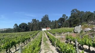 Terreno de 9230 m² em Viseu