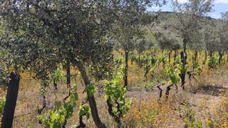 Land for sale in Alijó, Portugal — €100,000