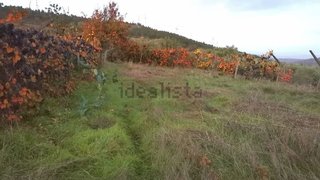 Terreno em Armamar