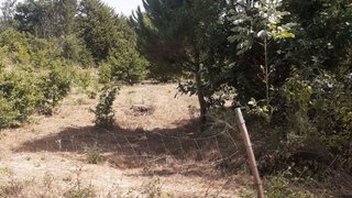 Land for sale in Carregal do Sal, Portugal — €35,000