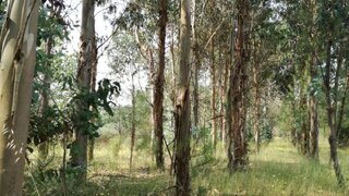 Land for sale in Mangualde, Portugal — €19,500
