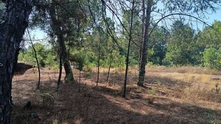 Terreno de 11 000 m² em Viseu