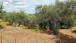 Land for sale in Alijó, Portugal — €35,000