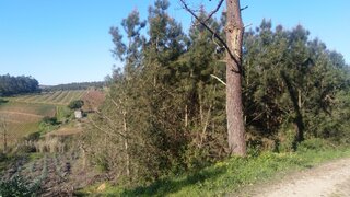 Land for sale in Lourinhã, Portugal — €55,000