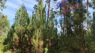Land for sale in Pedrógão Grande, Portugal — €6,500