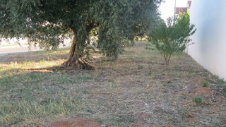 Terreno em Entroncamento