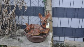 casafari-bild