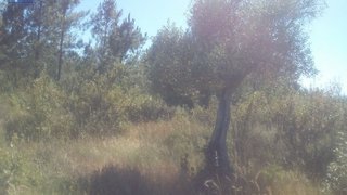 Terreno de 3960 m² em Castelo Branco