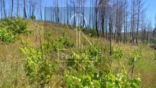 Terreno em Oliveira do Hospital
