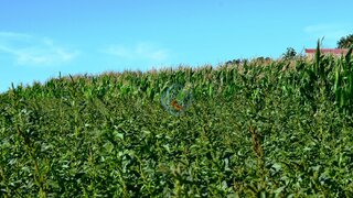 Land for sale in Ovar, Portugal — €80,000