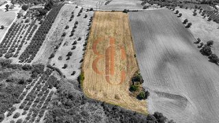 Terreno de 12 000 m² em Santarém
