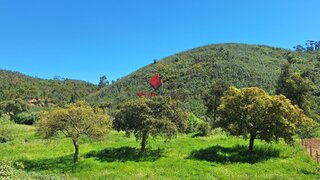 Terreno em Monchique · 29 680 m² · 74 000 €