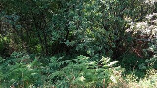 Terreno de 4526 m² em Viana do Castelo