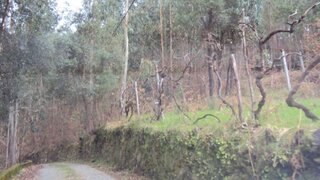 Land for sale in Cinfães, Portugal — €32,000