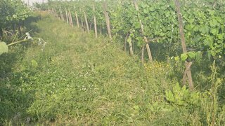 Land for sale in Monção, Portugal — €493,500
