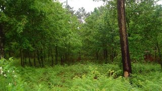 Land for sale in Viana do Castelo, Portugal — €45,000