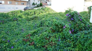 Terreno em Viana do Castelo · 161 m² · 57 000 €