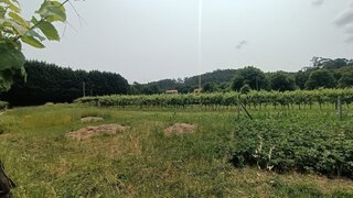 Land for sale in Ponte de Lima, Portugal — €57,000