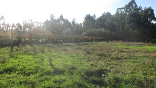Land for sale in Viana do Castelo, Portugal — €8,500
