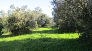 Terreno · 7800 m² · 45 000 €