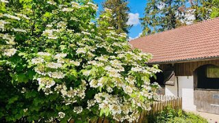 Alttag