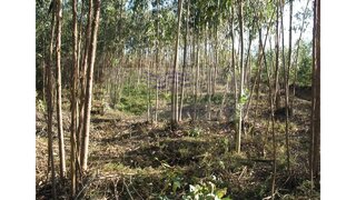 Land for sale in Sever do Vouga, Portugal — €35,000