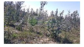 Terreno em Sátão