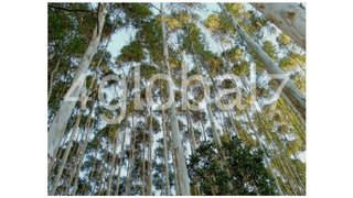 Land for sale in Sever do Vouga, Portugal — €17,500