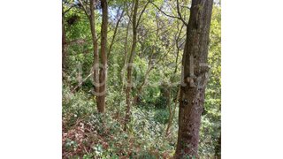 Land for sale in Vale de Cambra, Portugal — €35,000