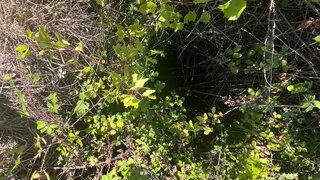 Terreno para venda em Castelo Branco, Portugal — 25 000 €