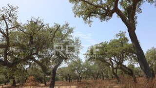Terreno em Alvito